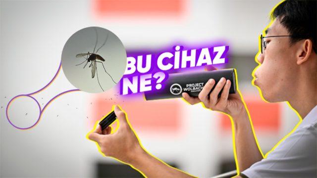 Singapur’un Her Hafta 5 Milyon Sivrisineği Doğaya Salmasının Ardındaki Sebep Ne?