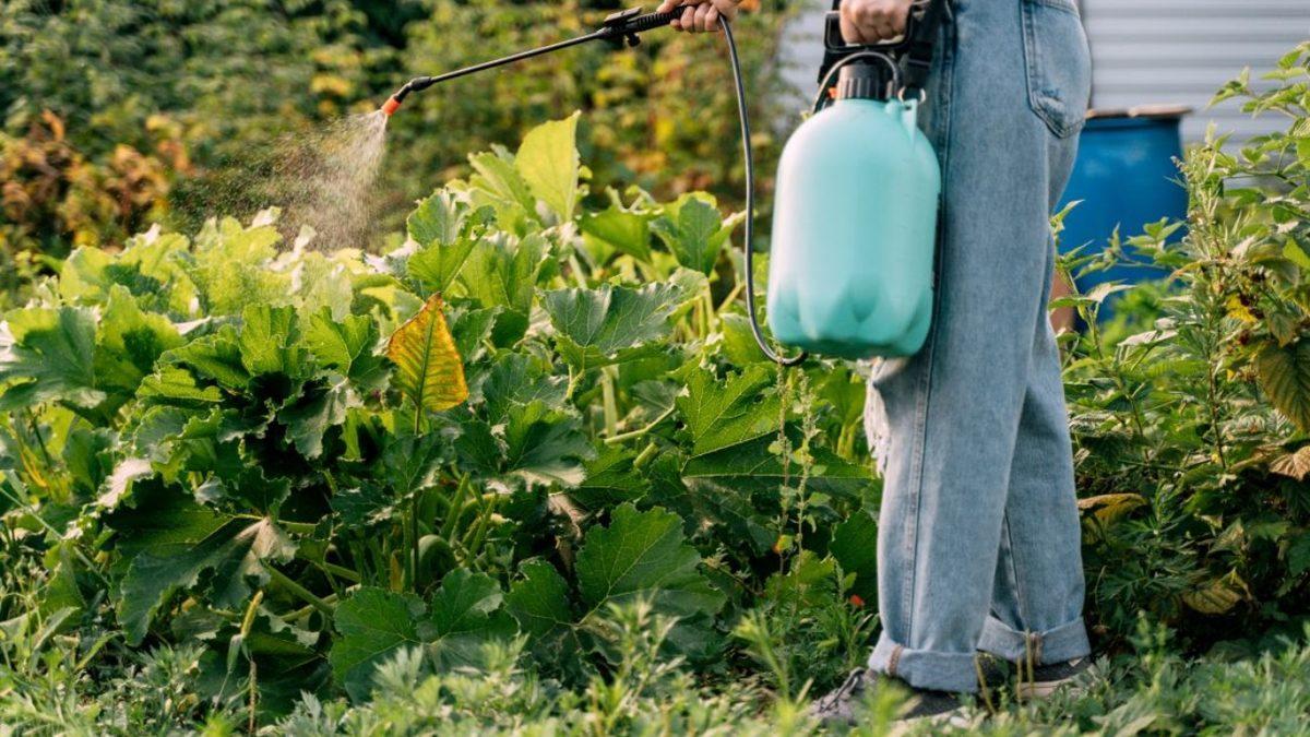 Erkeklerin Sperm Sayısının, Böcek İlaçları Yüzünden 50 Yıldır Düştüğü Keşfedildi