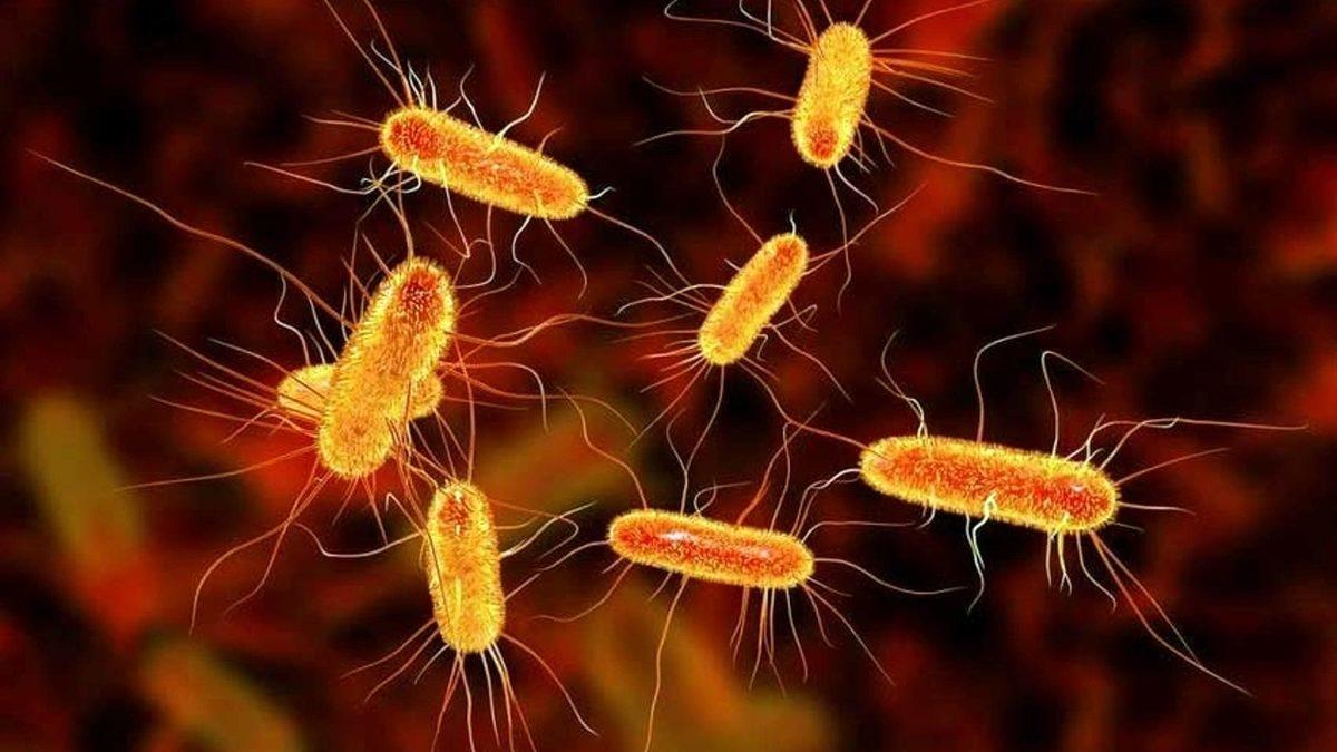 Bakterilerin Hafızalarının Olduğu Ortaya Çıktı (Sonraki Nesillere Bile Aktarıyorlar)