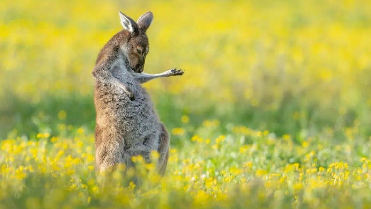 Yılın En Komik Hayvan Fotoğrafları Belli Oldu: İşte Komik Vahşi Yaşam Fotoğrafçılığı Ödülleri’nin Kazananları