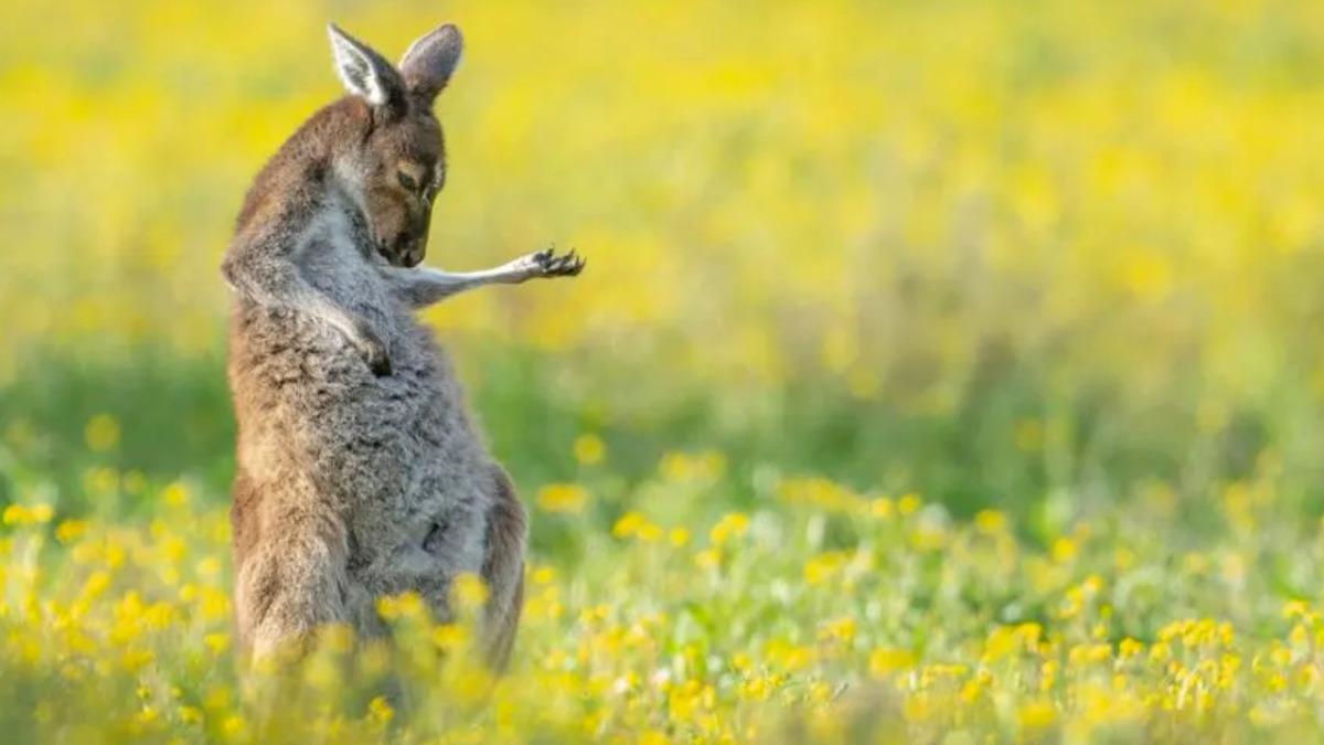 Yılın En Komik Hayvan Fotoğrafları Belli Oldu: İşte Komik Vahşi Yaşam Fotoğrafçılığı Ödülleri’nin Kazananları