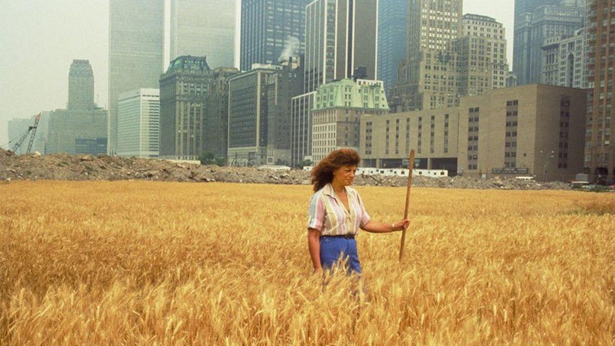 New York’un Göbeğindeki Bu Buğday Tarlasının Orada Ne İşi Var?