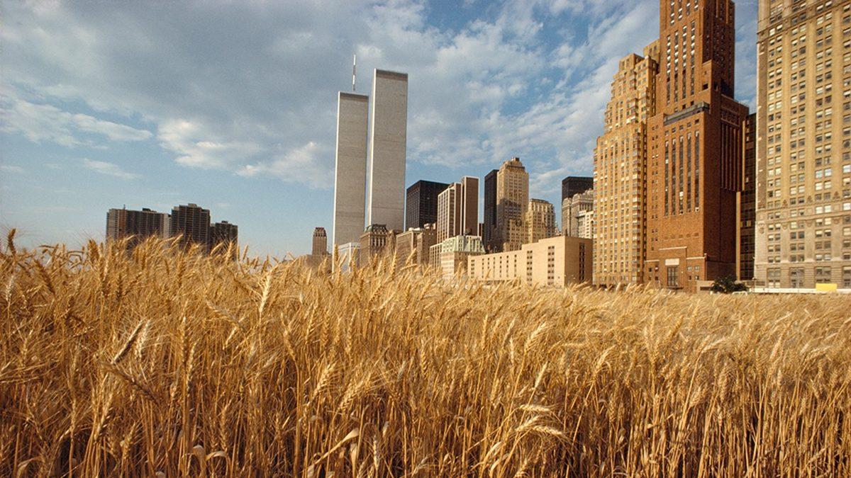 New York’un Göbeğindeki Bu Buğday Tarlasının Orada Ne İşi Var?