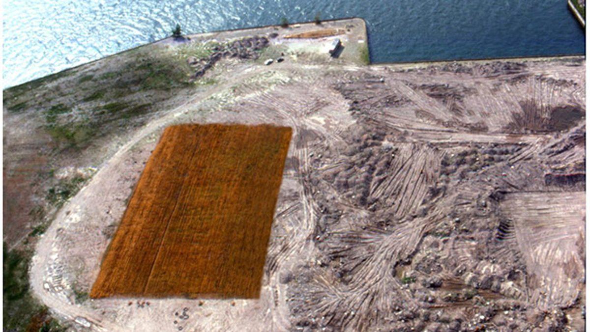 New York’un Göbeğindeki Bu Buğday Tarlasının Orada Ne İşi Var?