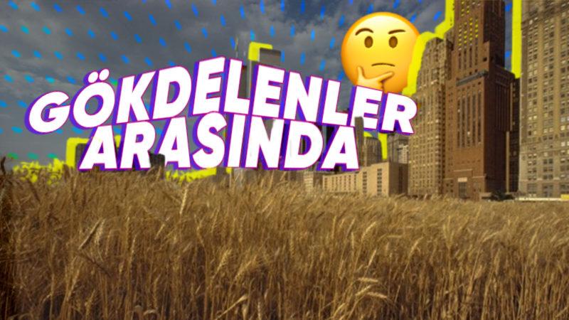 New York’un Göbeğindeki Bu Buğday Tarlasının Orada Ne İşi Var?