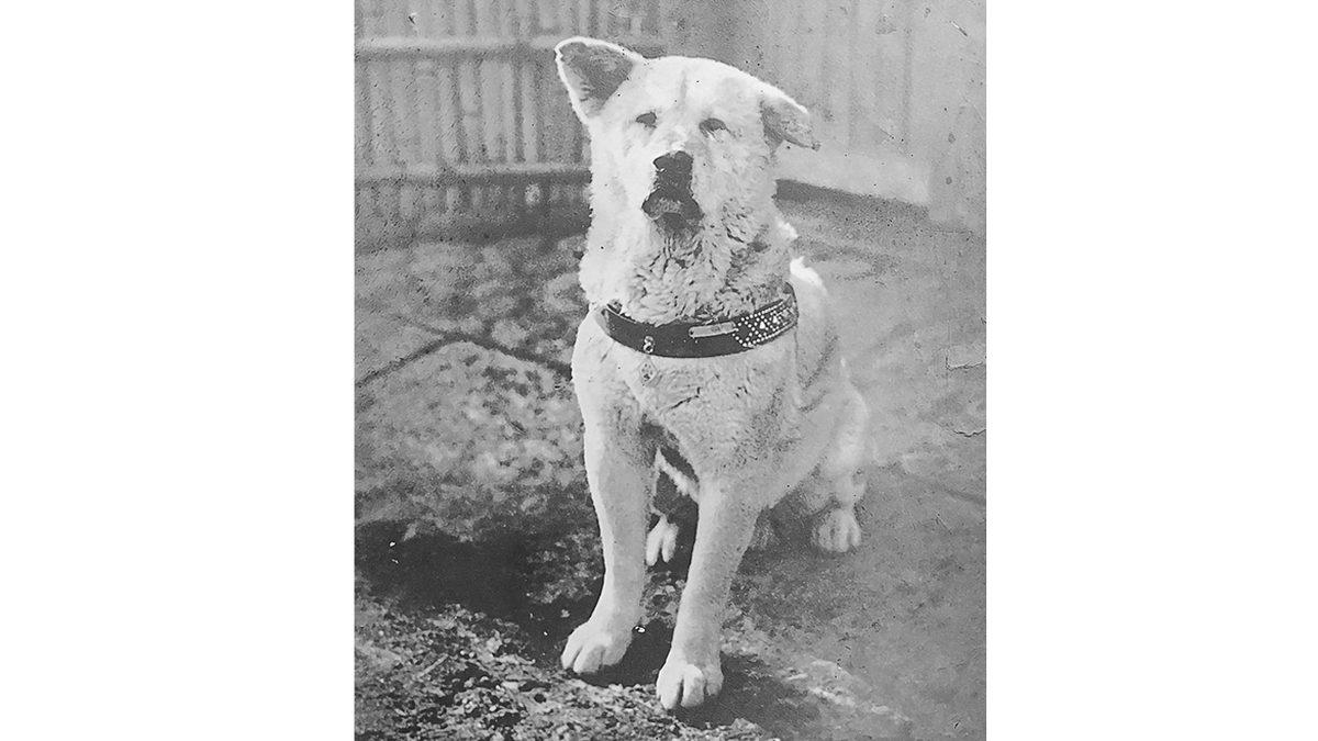 2 Tanesi Türkiye’den: Çok Sayıda İnsanın Sevgisini Kazanıp Heykelleri Dikilen Hayvan Dostlarımız ve Kalbinize Dokunacak Öyküleri