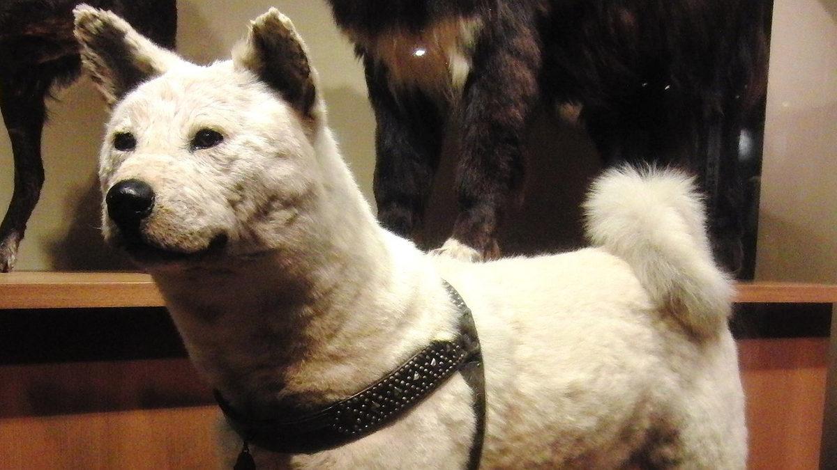 2 Tanesi Türkiye’den: Çok Sayıda İnsanın Sevgisini Kazanıp Heykelleri Dikilen Hayvan Dostlarımız ve Kalbinize Dokunacak Öyküleri