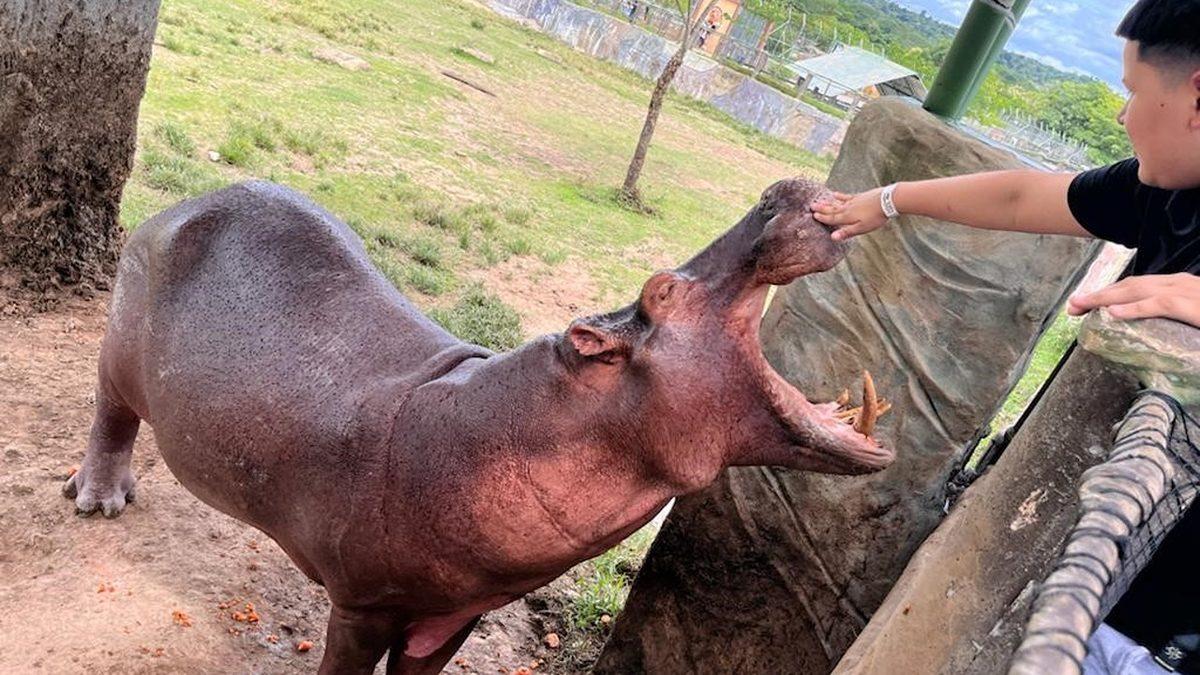Pablo Escobar’ın Bir Zamanlar Yasa Dışı Yollarla Kolombiya’ya Soktuğu 