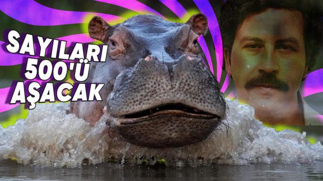 Pablo Escobar’ın Bir Zamanlar Yasa Dışı Yollarla Kolombiya’ya Soktuğu "Su Aygırları" Neden Büyük Bir Sorun Hâline Geldi?