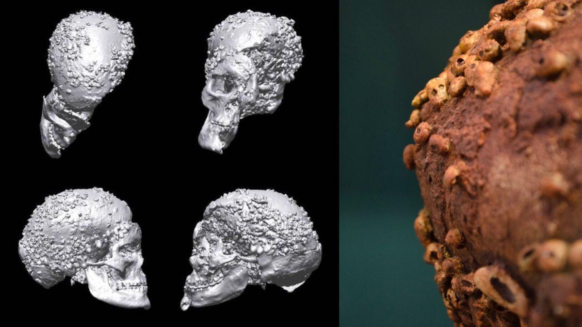 Bir Mağaradaki Arkeolojik Kazıda Çıkarılan Bu Kafatasının Üzerindeki Tuhaf Şeyler Neyin Nesi?