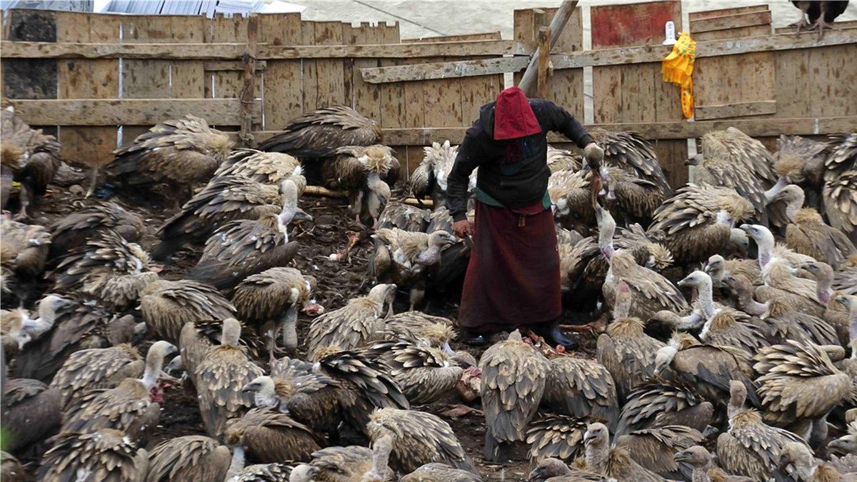 Ölen İnsanların Kemiklerine Kadar Akbabalara Yem Edildiği Tüyler Ürperten Tibet Cenaze Törenleri (18+)