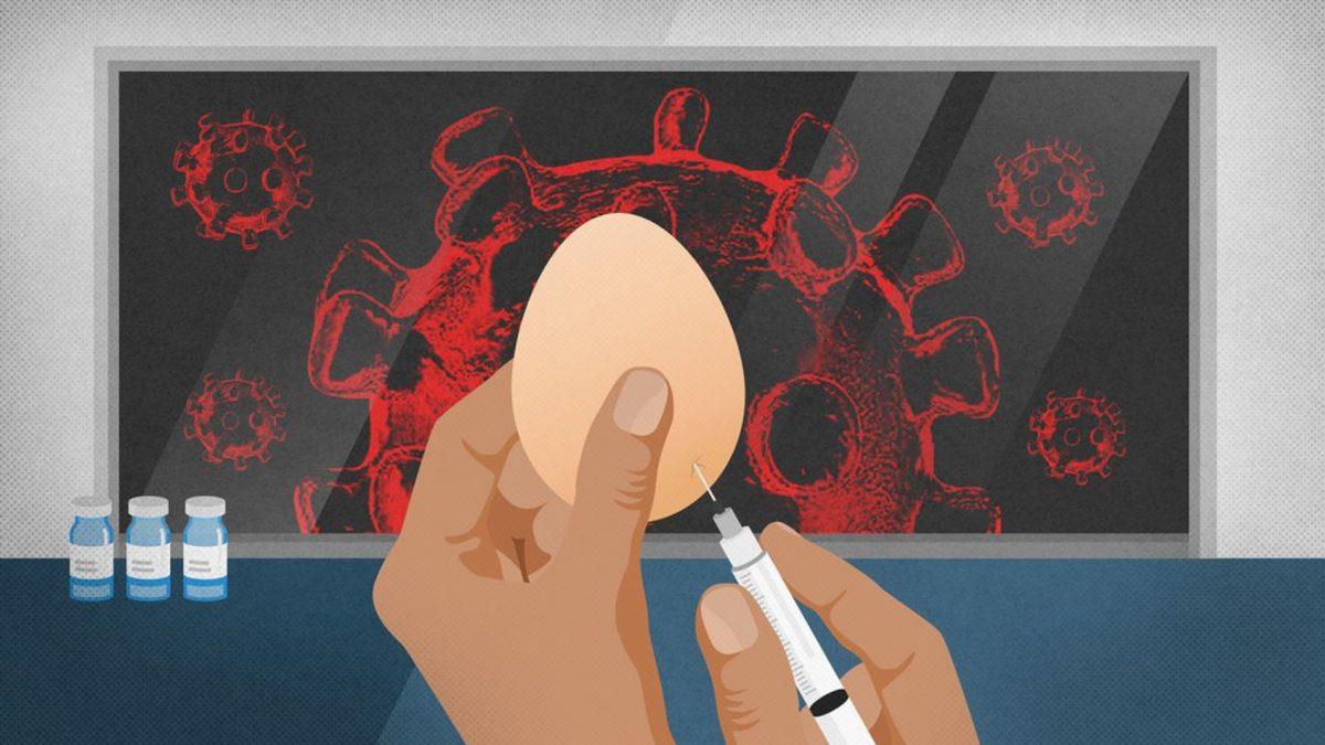 ABD Hükûmetinin, Yerlerini Herkesten Gizlediği Tavuk Çiftliklerinin Amacı Ne?