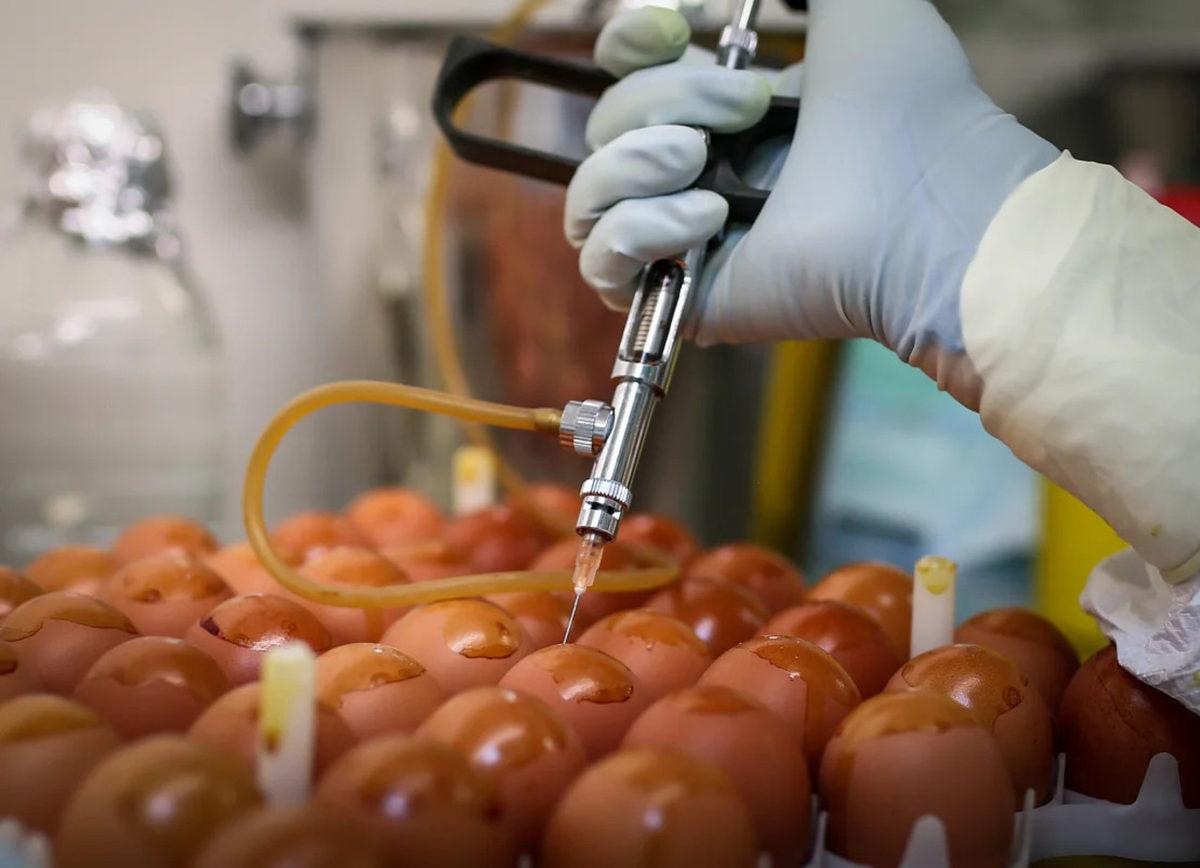 ABD Hükûmetinin, Yerlerini Herkesten Gizlediği Tavuk Çiftliklerinin Amacı Ne?