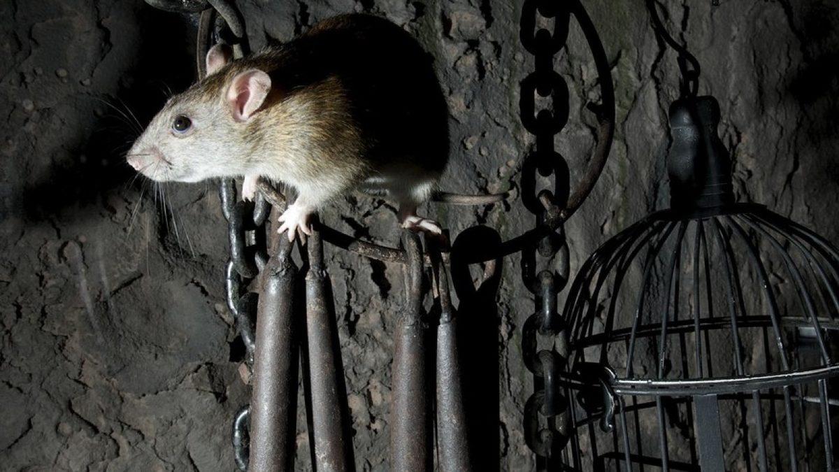 “Bunlar Hangi Korkunç Zihniyetin Ürünü Olabilir?” Dedirten İnsanlık Tarihinin En Dehşet Verici Ceza Yöntemleri