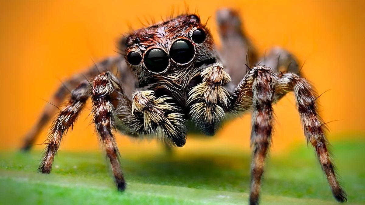 Üçüncü Bir Gözümüz Daha Olsaydı Görüşümüzde Ne Gibi Değişiklikler Olurdu?