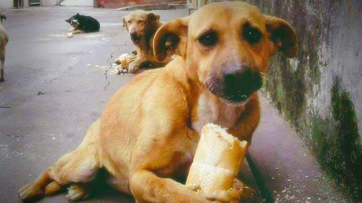 Türkler Olarak Ekmek Tüketiminde Açık Ara Dünya Birincisiyiz: Peki Bu Aslında Neden İyi Bir Şey Değil?
