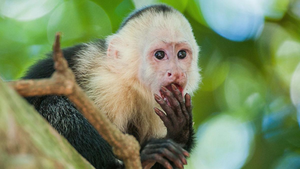 Her Gün Kullandığımız Kelimelerin Nereden Geldiğini Öğrenince Akıl Tutulması Yaşayabilirsiniz!