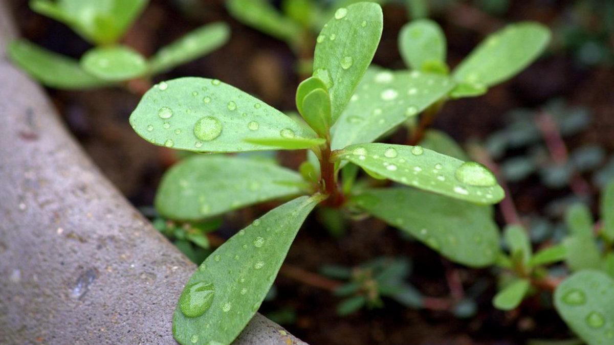Her Gün Kullandığımız Kelimelerin Nereden Geldiğini Öğrenince Akıl Tutulması Yaşayabilirsiniz!