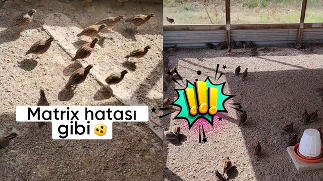 Aniden Duraksayan Kuş Sürüsü Videosu Viral Oldu: Peki Bu Gizemin Bilimsel Açıklaması Ne?