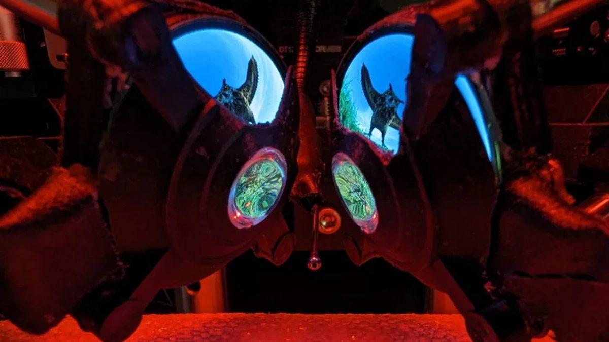 Fareler İçin Sanal Gerçeklik Gözlüğü Geliştirildi