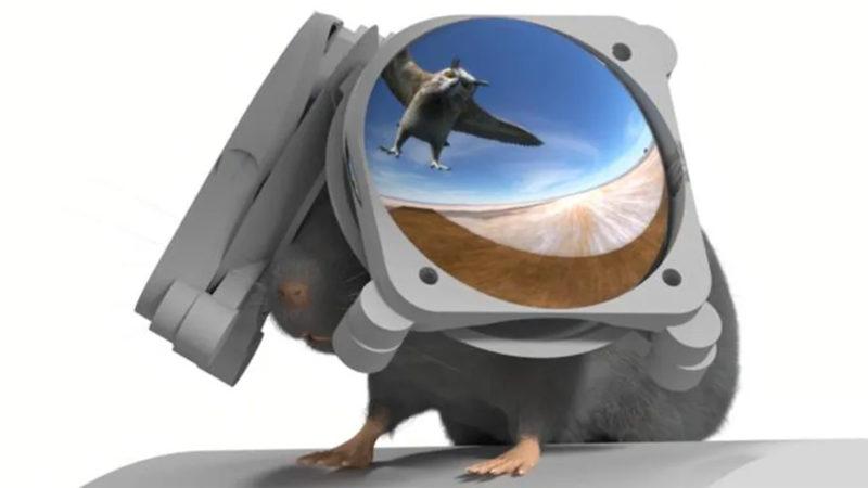 Fareler İçin Sanal Gerçeklik Gözlüğü Geliştirildi