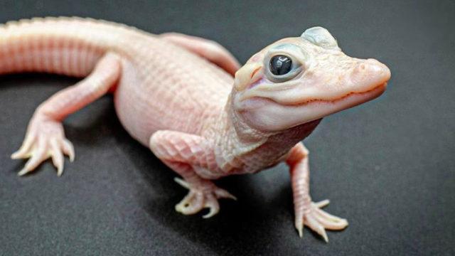 Dünyanın En Nadir Görülen Timsahı ile Tanışın: Mavi Gözlü, Beyaz Tenli...