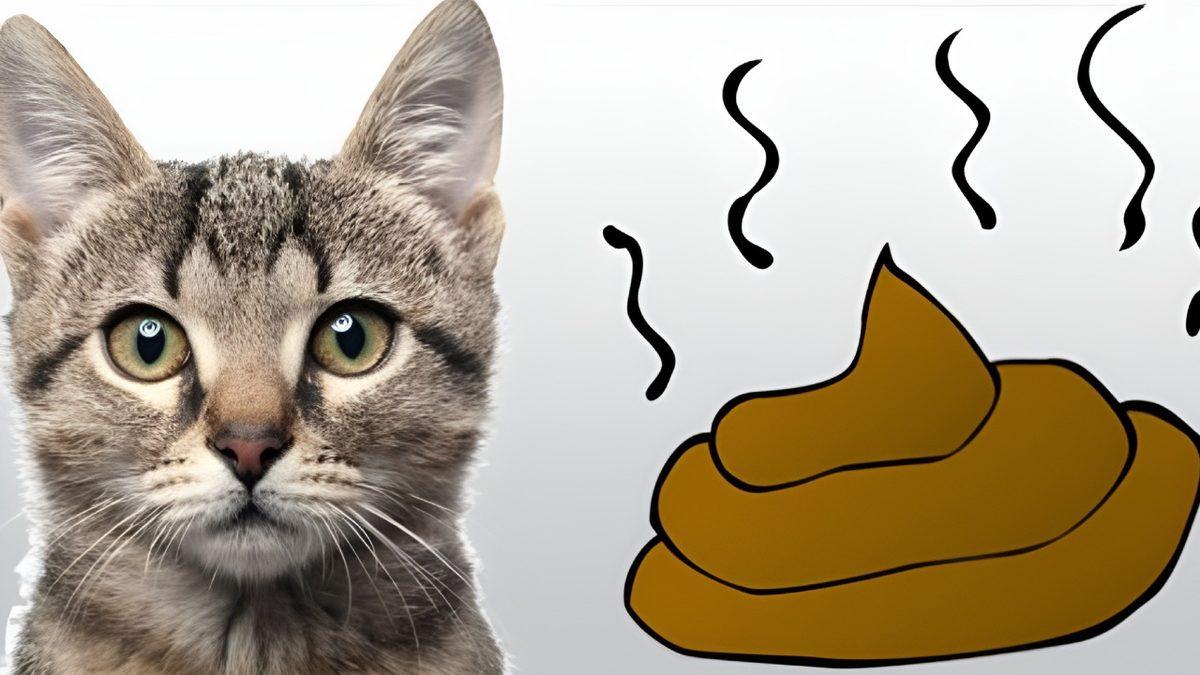 Sizinle de Bir İlgisi Var: Kediler, Dışkılarını Neden Kuma Gömüp Saklama İhtiyacı Duyarlar?