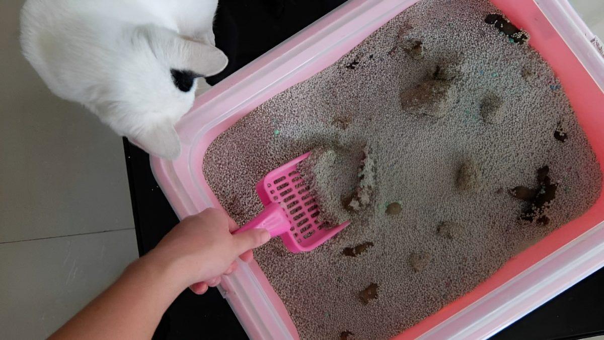 Sizinle de Bir İlgisi Var: Kediler, Dışkılarını Neden Kuma Gömüp Saklama İhtiyacı Duyarlar?