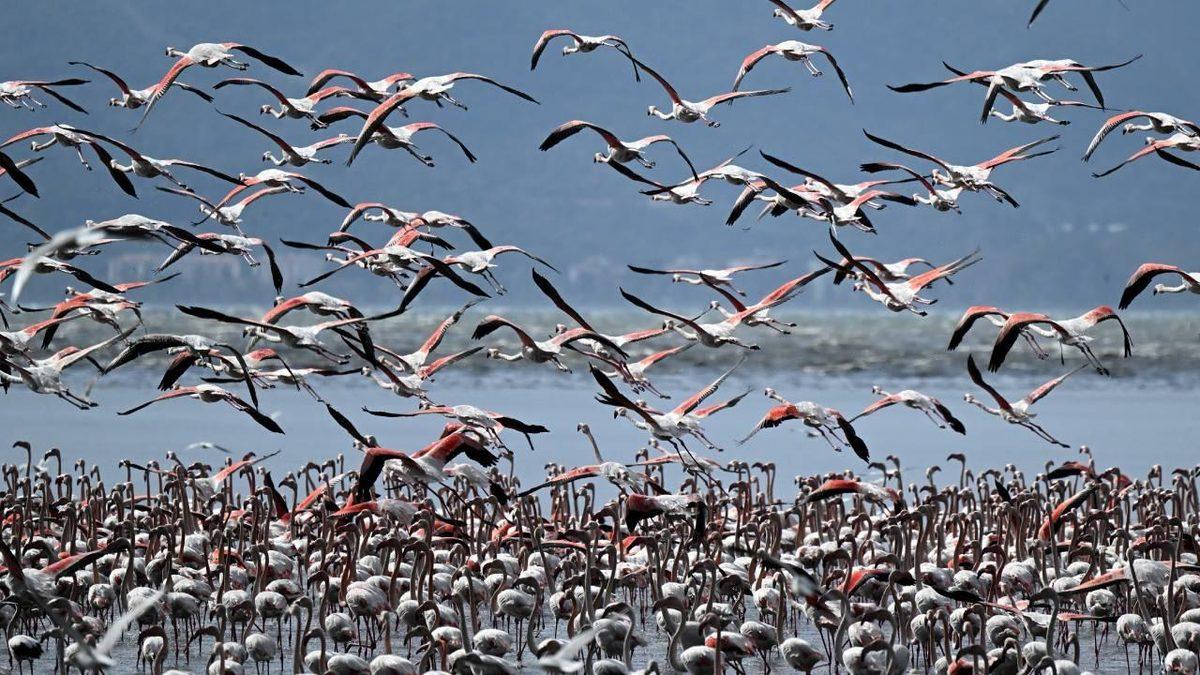 Her Yıl Aynı Dönemde Gökyüzünde Süzüldüğünü Gördüğümüz Kuş Sürüleri Ne Zaman Göç Edeceklerini Nasıl Biliyorlar?