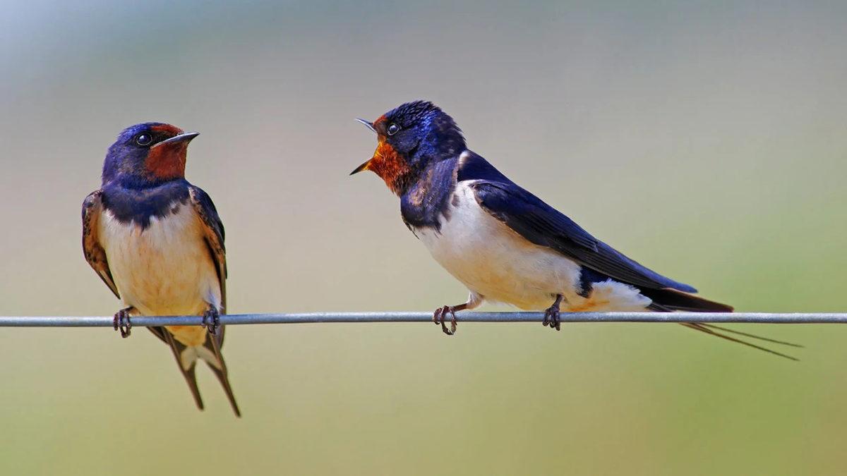 Her Yıl Aynı Dönemde Gökyüzünde Süzüldüğünü Gördüğümüz Kuş Sürüleri Ne Zaman Göç Edeceklerini Nasıl Biliyorlar?