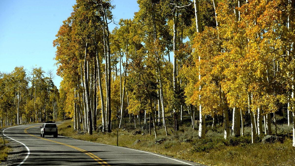 Dünyadaki En Yaşlı Organizma Olan 