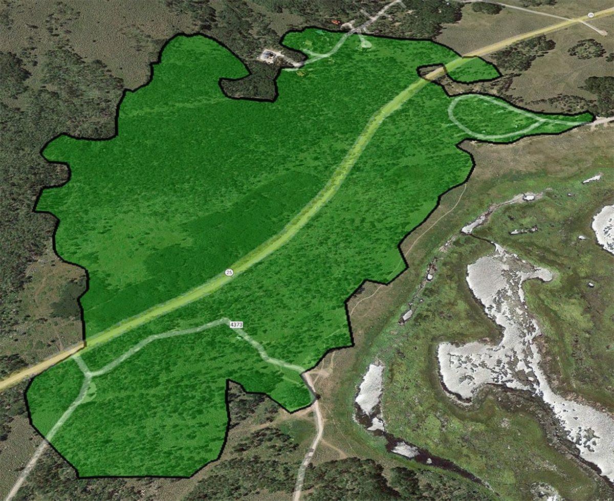 Dünyadaki En Yaşlı Organizma Olan 