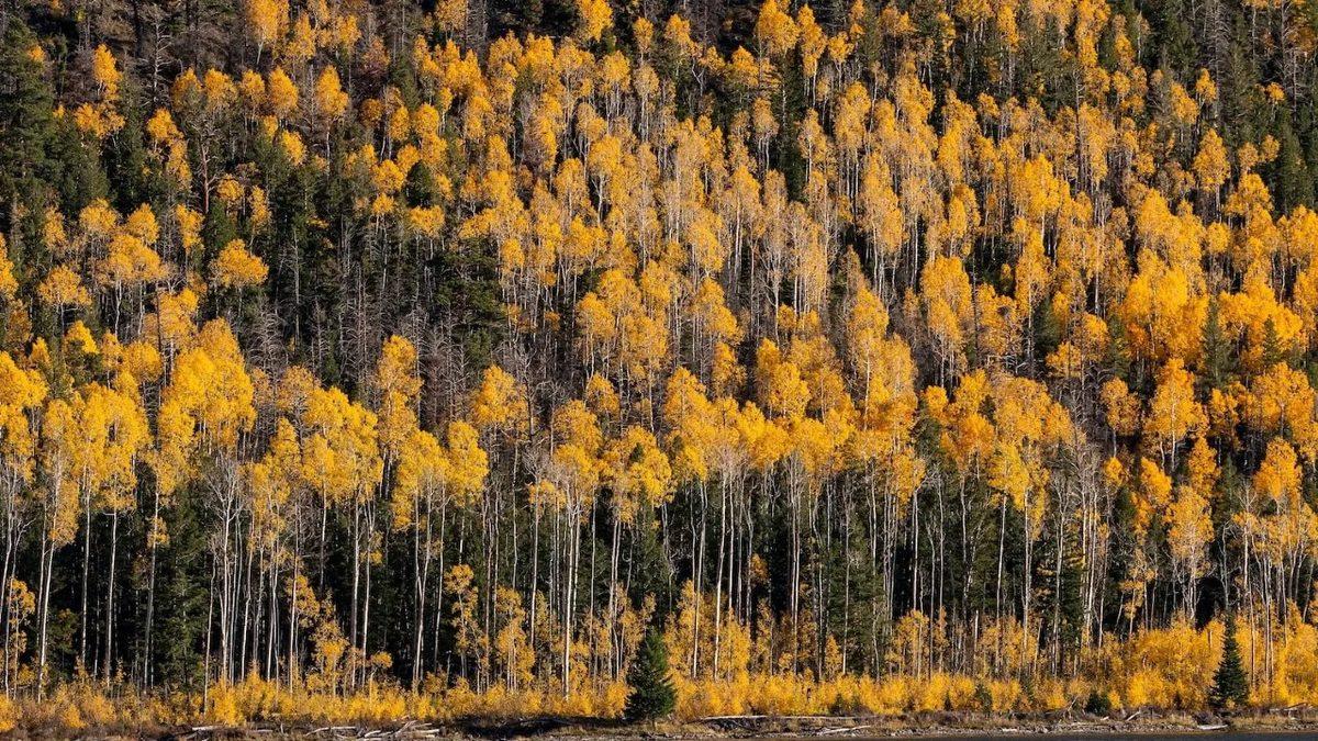 Ne Balina Ne de Dinozor: Dünyanın En Büyük Canlısı, Denizin Altında Yaşıyor ve 4.500 Yaşında!