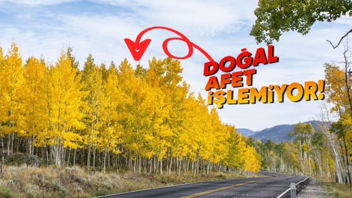 Dünyadaki En Yaşlı Organizma Olan "Pando"yla Tanışın: 80.000 Yıldır Kendini Klonluyor!