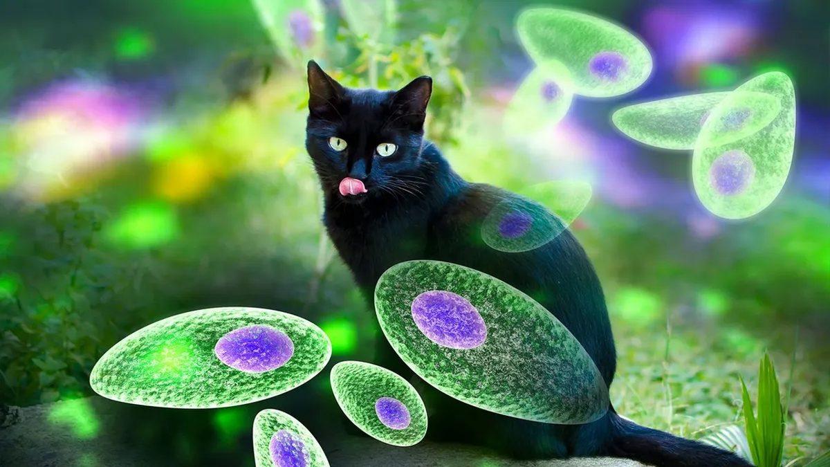 Kediler Gerçekten de Şizofreniye Yakalanma Riskimizi İki Katına mı Çıkarıyor?