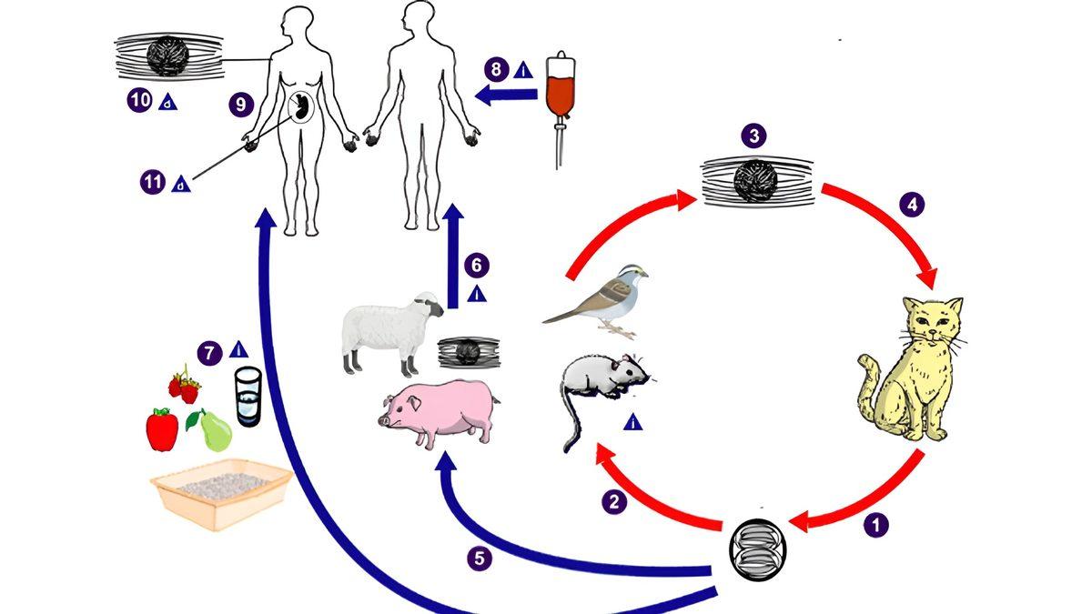 Kediler Gerçekten de Şizofreniye Yakalanma Riskimizi İki Katına mı Çıkarıyor?
