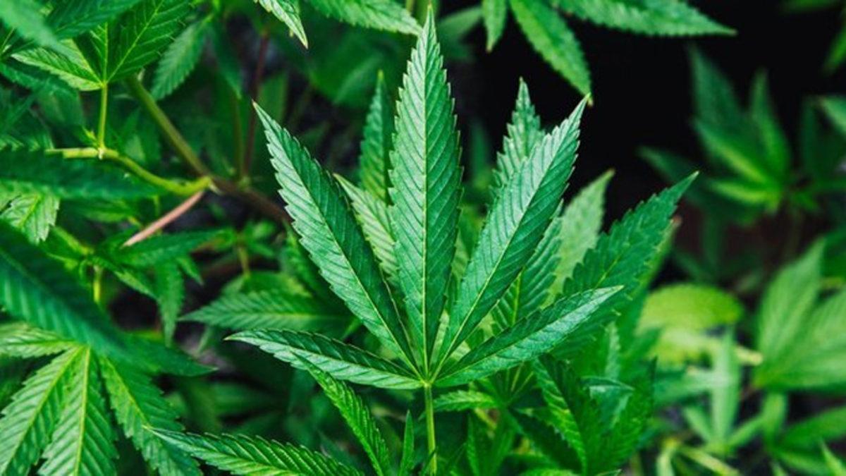 İnşaat Sektörünün Karbon Emisyonu, Kenevir ile Düşürülebilir: Hem de Türkiye’de Üretilen Malzemelerle