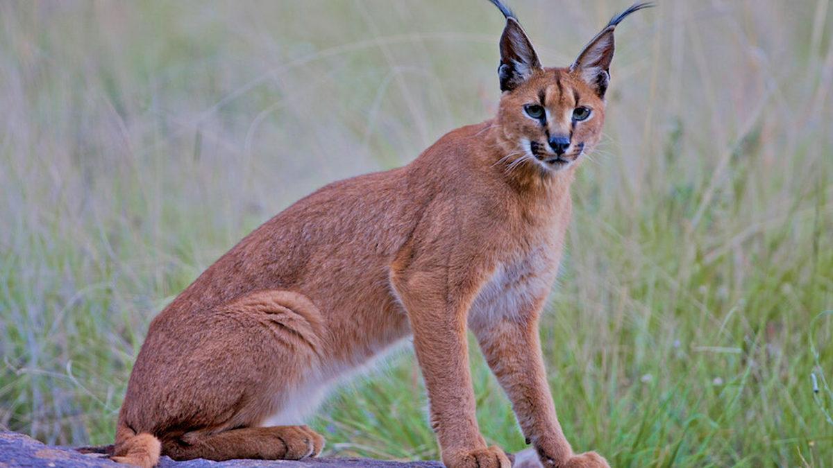 Türkçeden İngilizceye Geçen Bu 20 Kelimeyi Öğrenince 