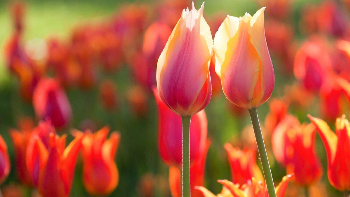 Türkçeden İngilizceye Geçen Bu 20 Kelimeyi Öğrenince 