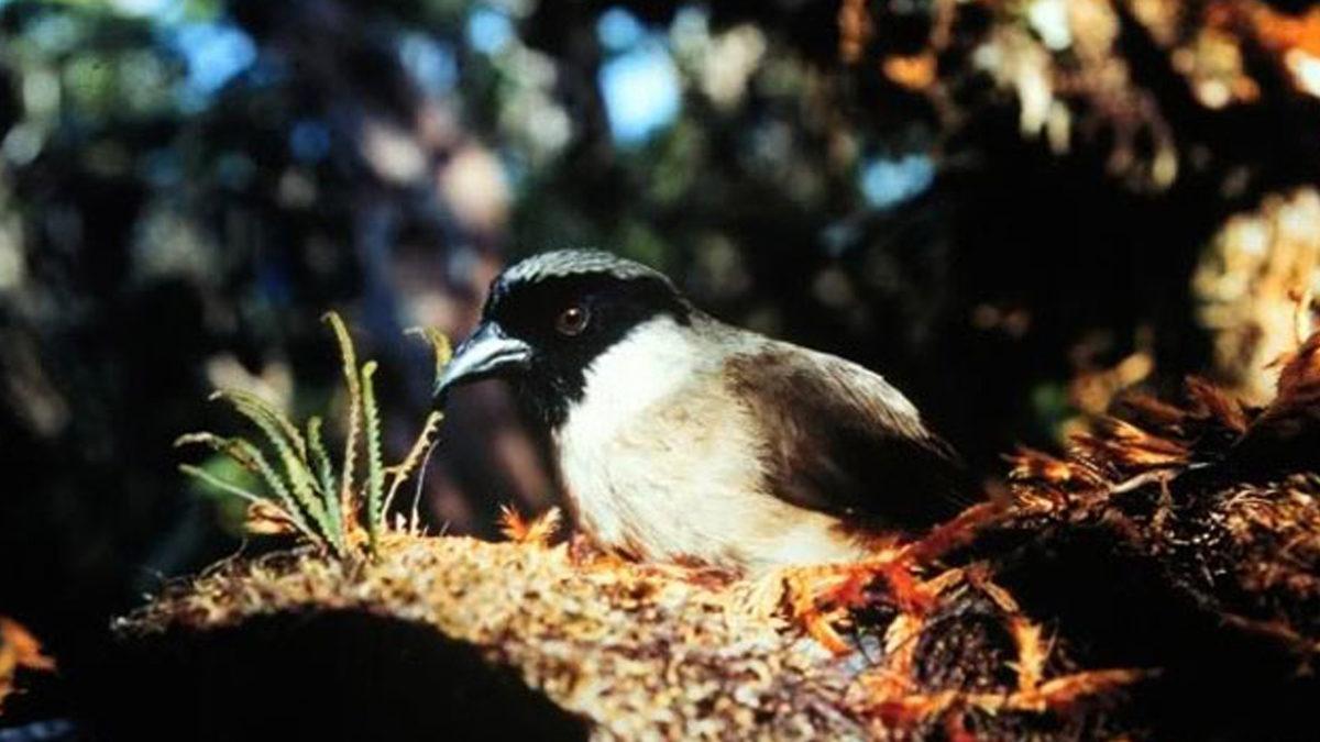Memeliler, Kuşlar ve Dahası: 2023’te Ne Yazık ki Nesli Tükenen Birbirinden Önemli 21 Hayvan Türü