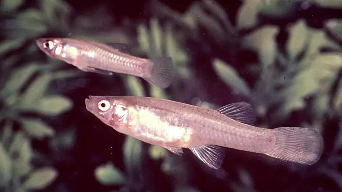 Memeliler, Kuşlar ve Dahası: 2023’te Ne Yazık ki Nesli Tükenen Birbirinden Önemli 21 Hayvan Türü