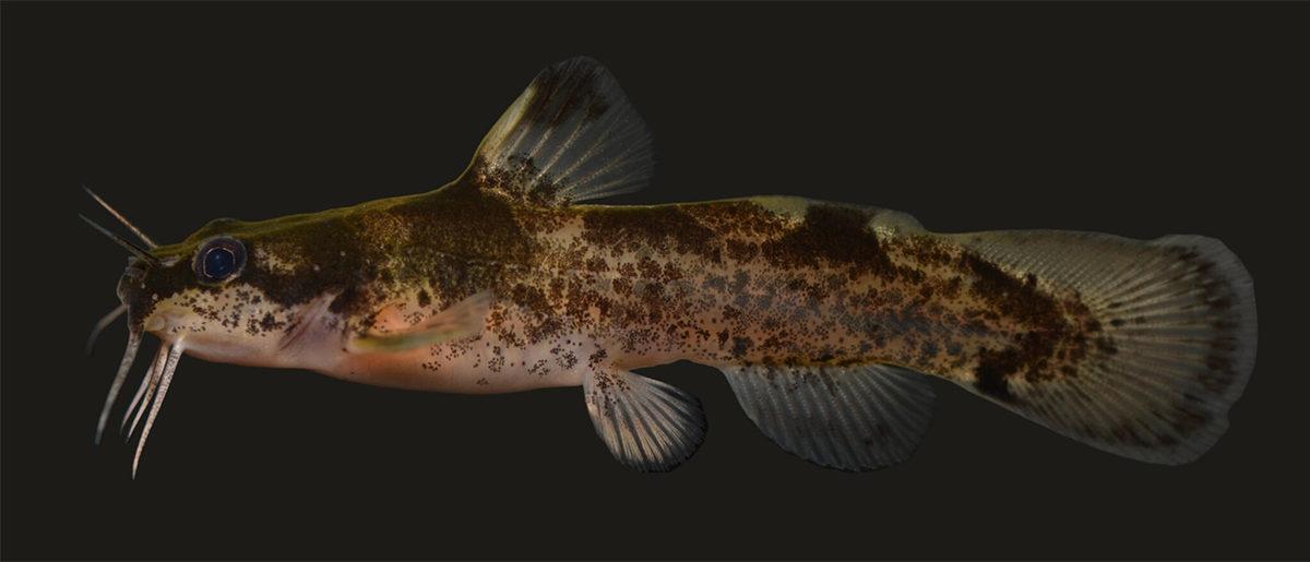 Memeliler, Kuşlar ve Dahası: 2023’te Ne Yazık ki Nesli Tükenen Birbirinden Önemli 21 Hayvan Türü