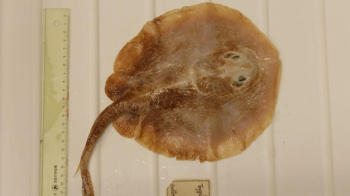 Memeliler, Kuşlar ve Dahası: 2023’te Ne Yazık ki Nesli Tükenen Birbirinden Önemli 21 Hayvan Türü