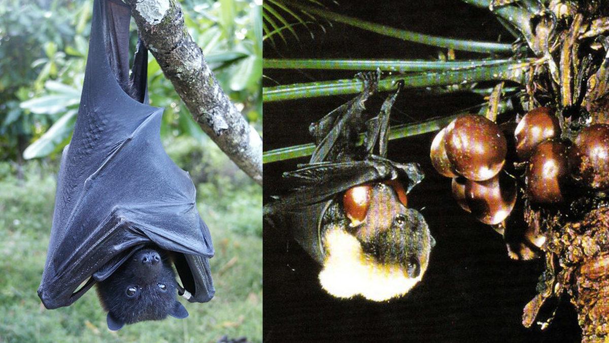 Memeliler, Kuşlar ve Dahası: 2023’te Ne Yazık ki Nesli Tükenen Birbirinden Önemli 21 Hayvan Türü