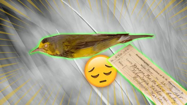 Memeliler, Kuşlar ve Dahası: 2023’te Ne Yazık ki Nesli Tükenen Birbirinden Önemli 21 Hayvan Türü