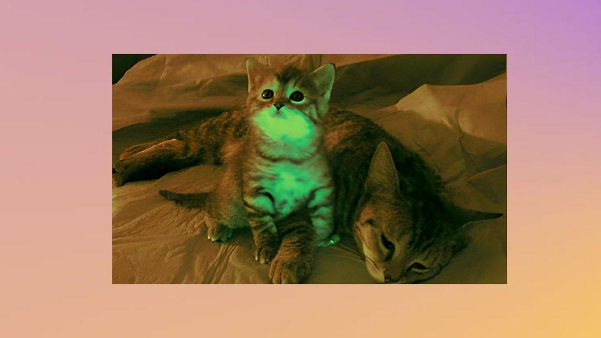 Keko Eşofmanı Gibi Parlayan Bu Kediler Gerçek: Üstelik İnsanlığa Umut Verecek Bir Sebebi Var!