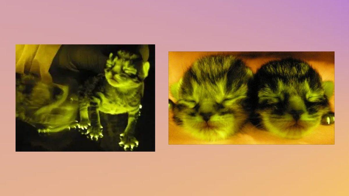 Keko Eşofmanı Gibi Parlayan Bu Kediler Gerçek: Üstelik İnsanlığa Umut Verecek Bir Sebebi Var!