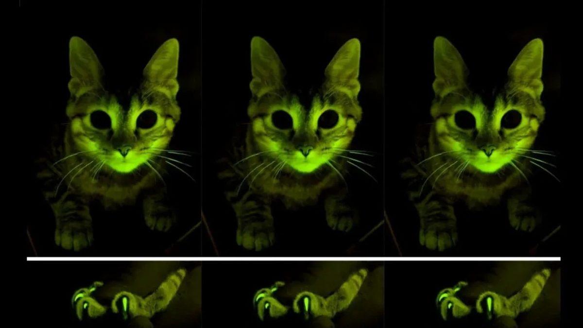 Keko Eşofmanı Gibi Parlayan Bu Kediler Gerçek: Üstelik İnsanlığa Umut Verecek Bir Sebebi Var!