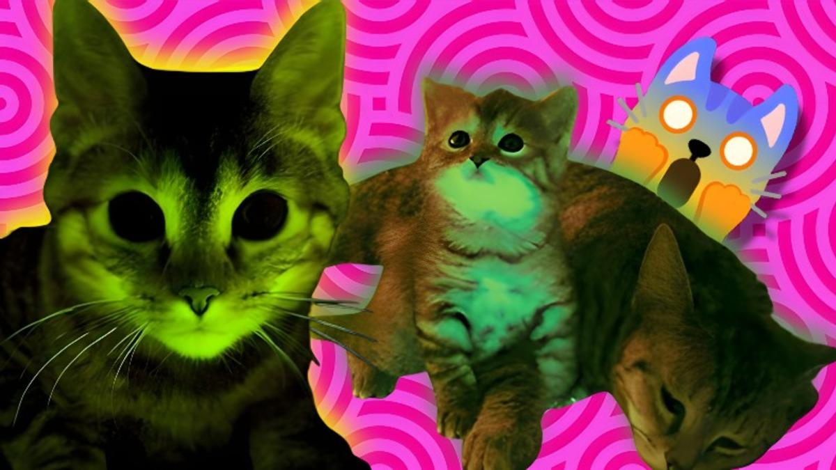 Keko Eşofmanı Gibi Parlayan Bu Kediler Gerçek: Üstelik İnsanlığa Umut Verecek Bir Sebebi Var!