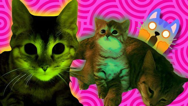 Keko Eşofmanı Gibi Parlayan Bu Kediler Gerçek: Üstelik İnsanlığa Umut Verecek Bir Sebebi Var!